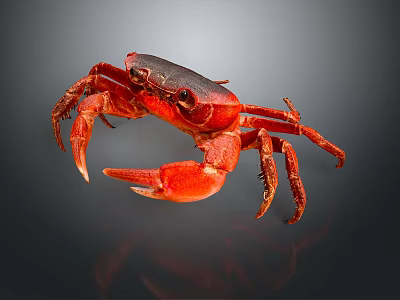 Red Crab With Shiny Shell And Extended Claws On Dark Background 3d model