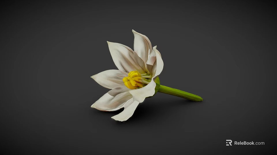 White Striped Flower With Yellow Center And Green Stem On Dark Background 3d model 