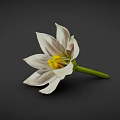 White Striped Flower With Yellow Center And Green Stem On Dark Background