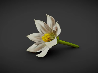 White Striped Flower With Yellow Center And Green Stem On Dark Background 3d model