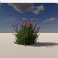 Vibrant Pink Flowers With Lush Green Stems And Leaves On White Background