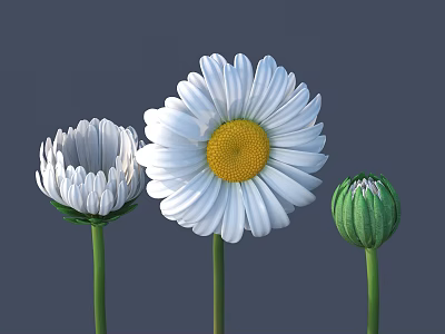 Various Stages Of White Daisies With Yellow Center And Green Buds 3d model