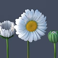 Various Stages Of White Daisies With Yellow Center And Green Buds