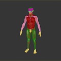 Muscle Human Muscle Human Muscle Human Muscle Tissue Human Organ 3d model