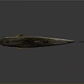 Silver Fish with Orange Fins and Tail Floating in Gray Background with Shiny Reflection