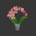 Decorative White Orchid Plant Arranged in Circular Shape with Green Leaves in Gray Pot