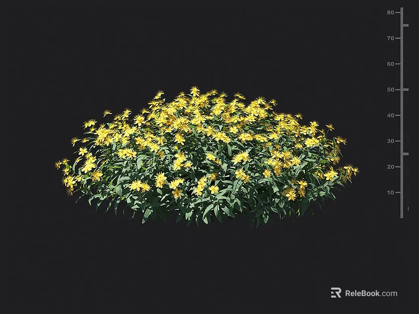 Vibrant Yellow Flowering Shrub With Dense Green Leaves Rounded Shape For Garden Landscaping 3d model 
