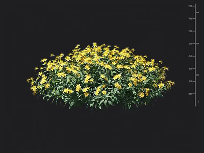 Vibrant Yellow Flowering Shrub With Dense Green Leaves Rounded Shape For Garden Landscaping 3d model