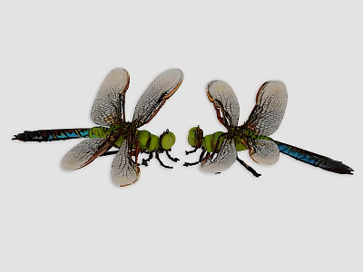 Two Dragonflies Displaying Green Bodies Blue Tails and Transparent Wings 3d model