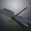 Dragonfly With Red And Green Body Green Eyes And Gray Wings On Gray Background