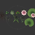 Aquatic Plants With Lotus Flowers Lily Pads And Reflections On Dark Water Surface