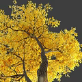 Golden Autumn Arbor With Lush Yellow Leaves And Tall Trunk Structure
