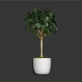 Indoor Potted Tree With Lush Green Leaves In White Ceramic Pot With Green Moss