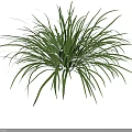 3D Rendered Green Herb Plant With Lush Slender Leaves And Vibrant Foliage