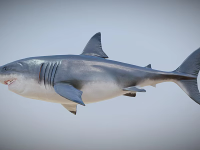 Great White Shark With Open Mouth Gray White Body And Fins 3d model