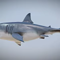 Great White Shark With Open Mouth Gray White Body And Fins