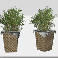 Bonsai Potted Plants in Woven Rattan Pots with White Edge Trim and Lush Green Leaves