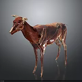 3D Rendered Animal Anatomical Model Showing Muscular Structure And Internal Organs