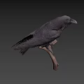 Black Crow Perched On Wooden Branch With Gray Background And Detailed Feathers