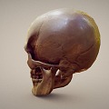 human skull skull 3d model