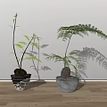 Two Green Bonsai Plants in Textured and Grey Ceramic Pots on Wooden Floor