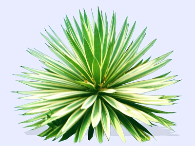 Variegated Green and White Leaf Shrub with Lush Clumping Growth Pattern 3d model