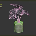 Houseplant With Large Green Leaves White Veins And Dark Purple Edges In Grey Concrete Pot