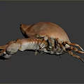 Orange Red Aquatic Crab With Shiny Claws And Segmented Legs On Gray Background
