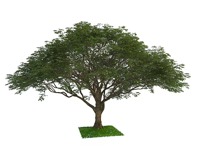 Lush Green Arbor With Dense Foliage Strong Trunk And Grass Base 3d model
