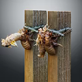 Close Up View Of Cicada Exuvia Hanging On Weathered Wooden Planks