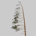 Tall Single Tree With Straight Trunk Green Leaves Branches And Exposed Roots