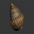 Natural Seashell With Orange Brown Stripes On Gray Reflective Background