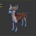 Brown and White Chihuahua Dog Standing Alert on Black Reflective Background with Perked Ears