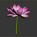 Beautiful Pink Lotus Flower with Vibrant Pink Petals and Green Stem on Gray Background