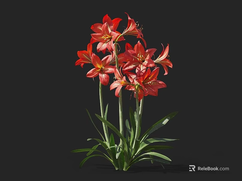 Blooming Vibrant Red Flowers With Fresh Green Leaves Against Black Background 3d model 