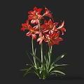 Blooming Vibrant Red Flowers With Fresh Green Leaves Against Black Background
