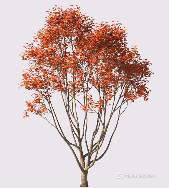 Vibrant Red Leaf Tree with Slender Branches and Colorful Foliage 3d model 