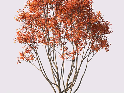 Vibrant Red Leaf Tree with Slender Branches and Colorful Foliage 3d model