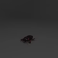 Shiny Dark Beetle With Reddish Brown Exoskeleton Prominent Mandibles And Segmented Legs