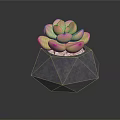 Geometric Gray Planter with Pink Green Succulent Plant on Black Glossy Surface with White Pebbles