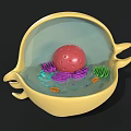 Colorful Biological Cell 3D Model with Nucleus Mitochondria Organelles and Internal Structure