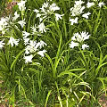 White Flowering Plants With Long Green Leaves In Natural Garden Setting