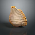 Marine Mollusk Shell With Textured Surface And Light Brown Color On Dark Background