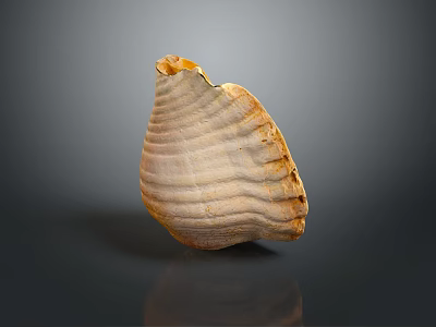 Marine Mollusk Shell With Textured Surface And Light Brown Color On Dark Background 3d model