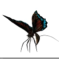 Colorful Butterfly With Blue Red Brown Iridescent Wings And Long Legs On Dark Background