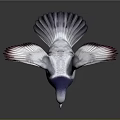 Colorful Pigeon with Spread Wings Purple Green Gray Feathers and Red Feet on Dark Background