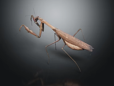 Flying Brown Mantis in Predatory Stance with Detailed Wings and Legs on Dark Background 3d model