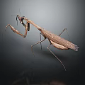 Flying Brown Mantis in Predatory Stance with Detailed Wings and Legs on Dark Background