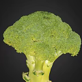 Fresh Green Broccoli Vegetable with Tender Florets and Crisp Healthy Stems