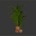 Green Potted Palm Plants in Orange Planters with Different Designs Against Dark Backdrop